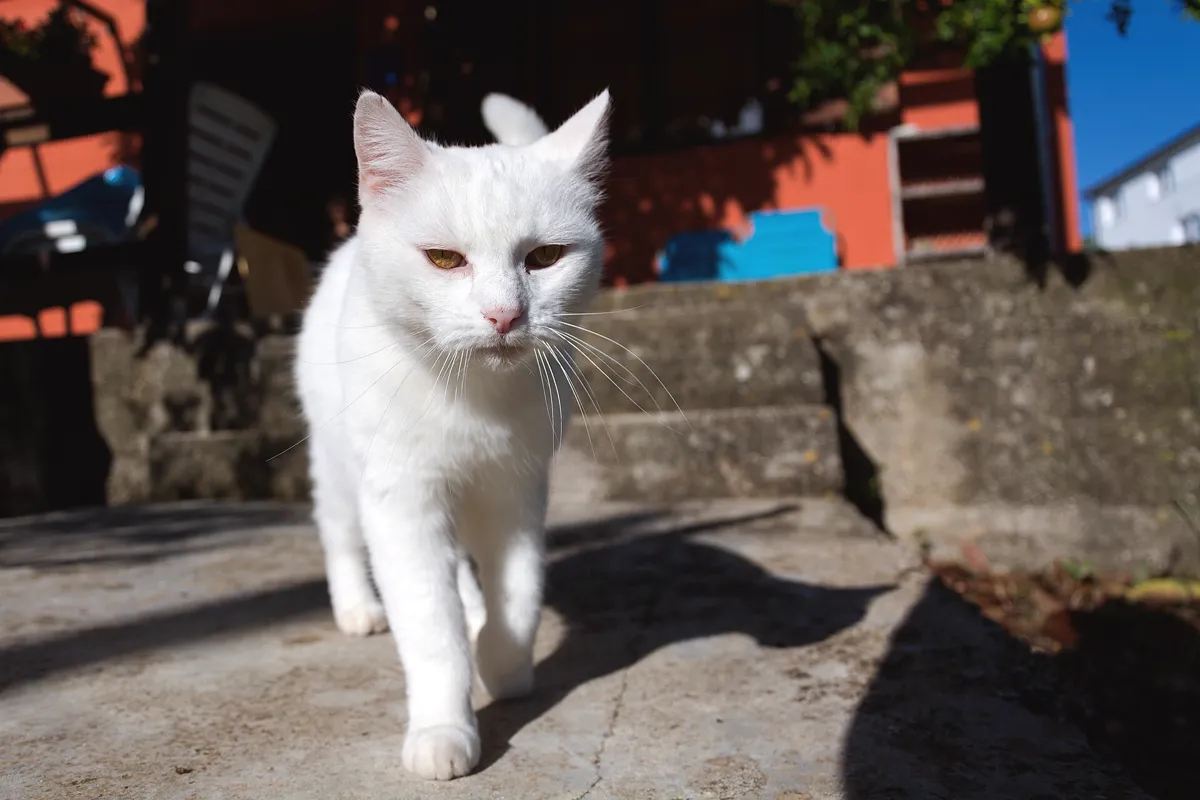 Laufende Katze
