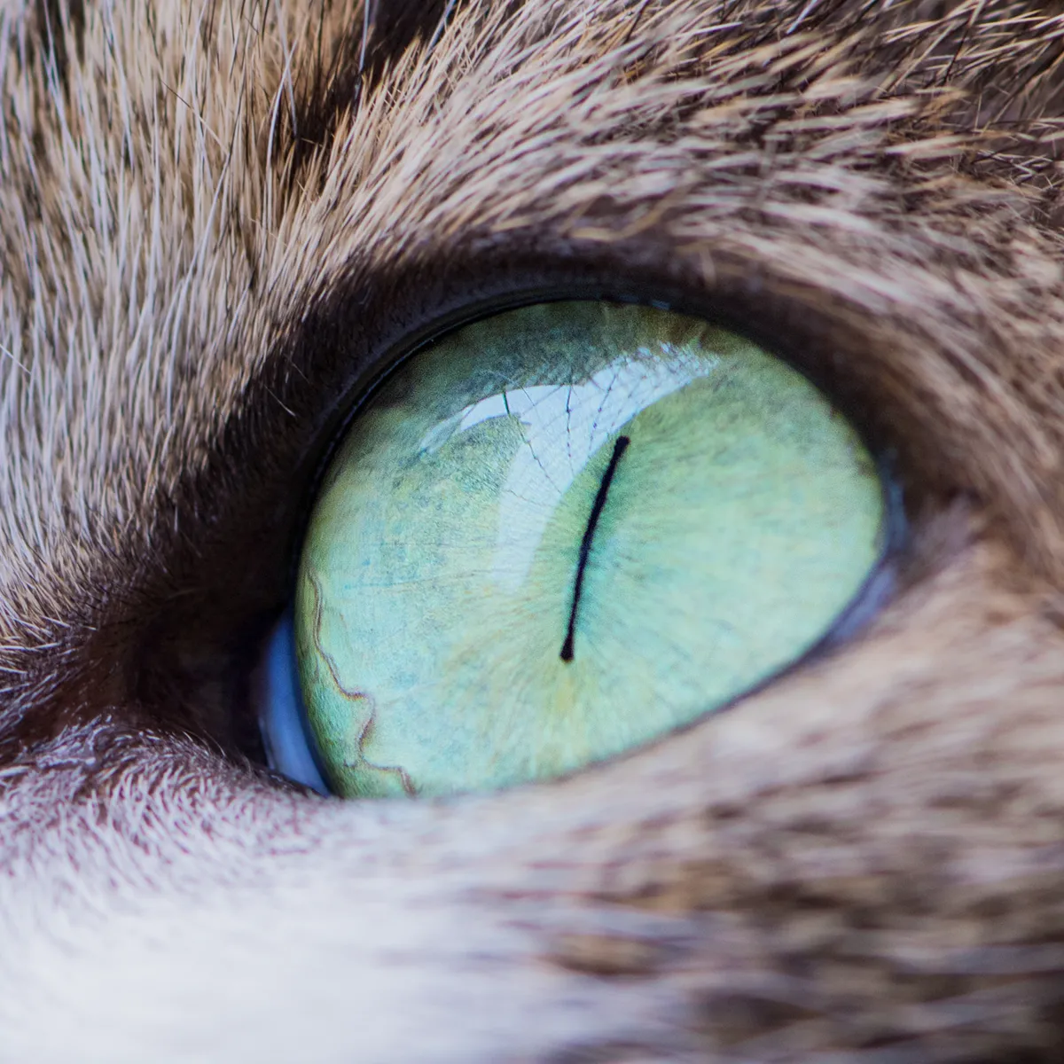 Nahaufnahme von Augen und Schnurrhaaren einer Katze