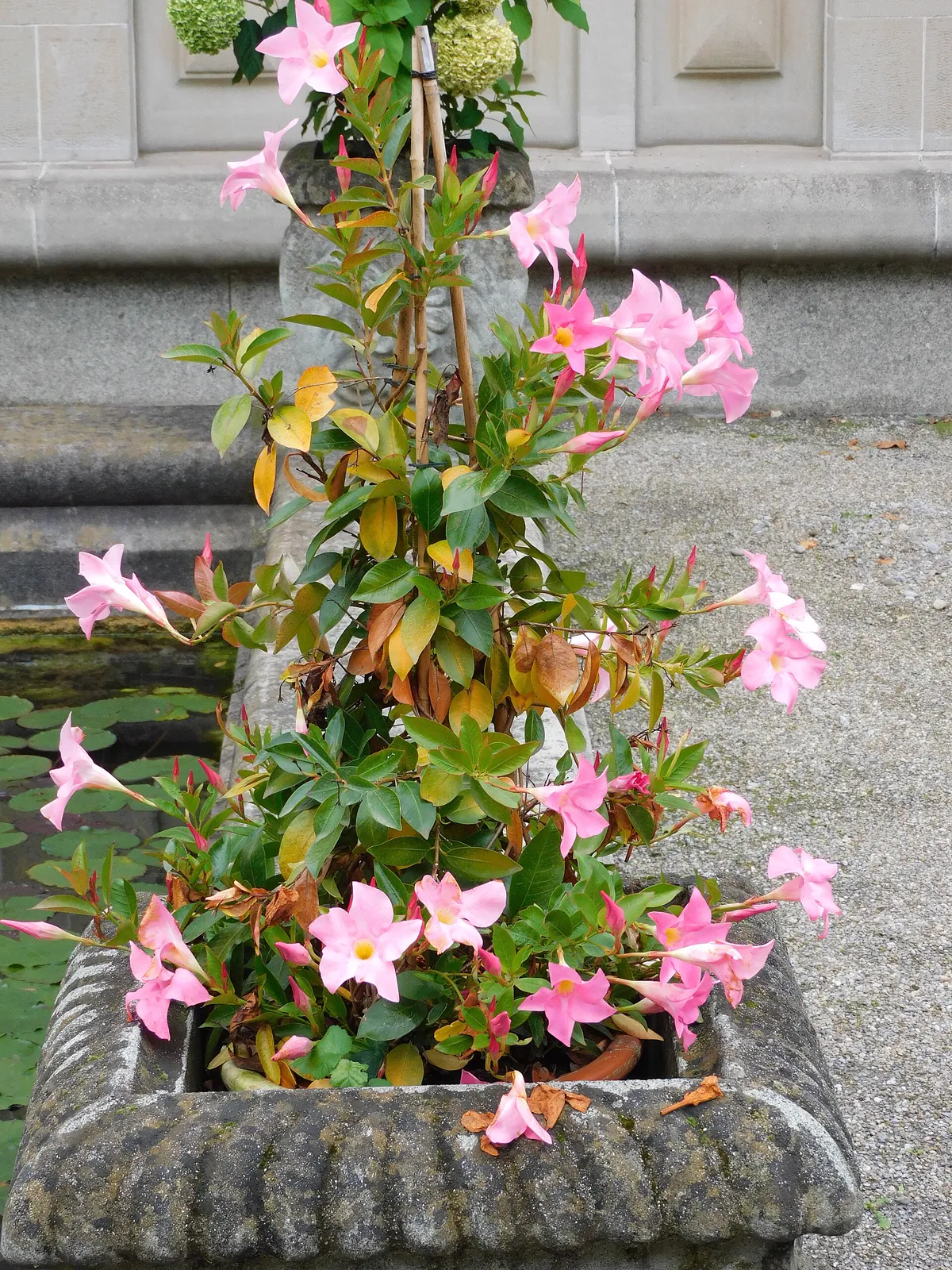 Blüte der Dipladenia