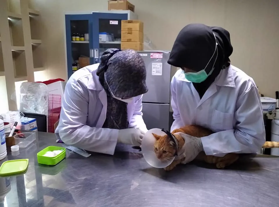 Katze bei der tierärztlichen Untersuchung