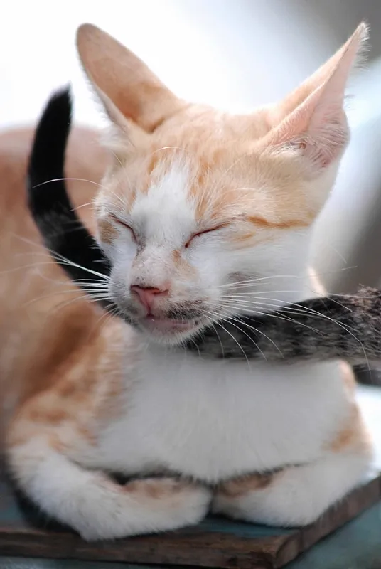 Schlafende Katze