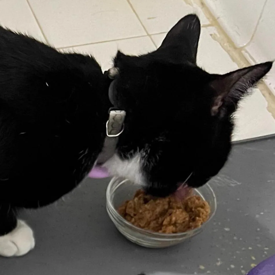 Katze am Futternapf