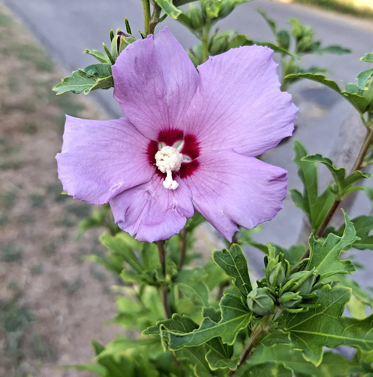 Hibiskusblüte