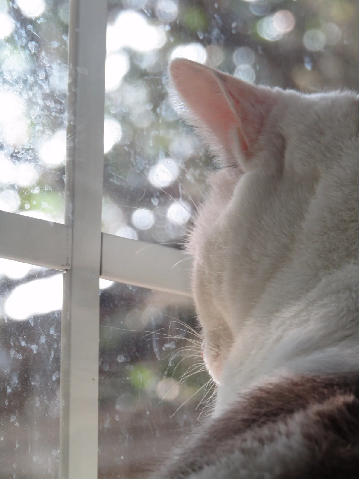 Katze am Fenster