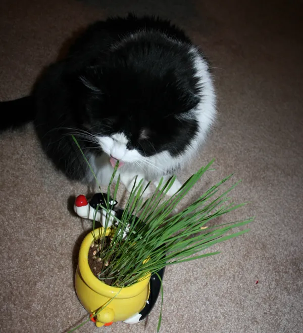 Katze frisst Gras