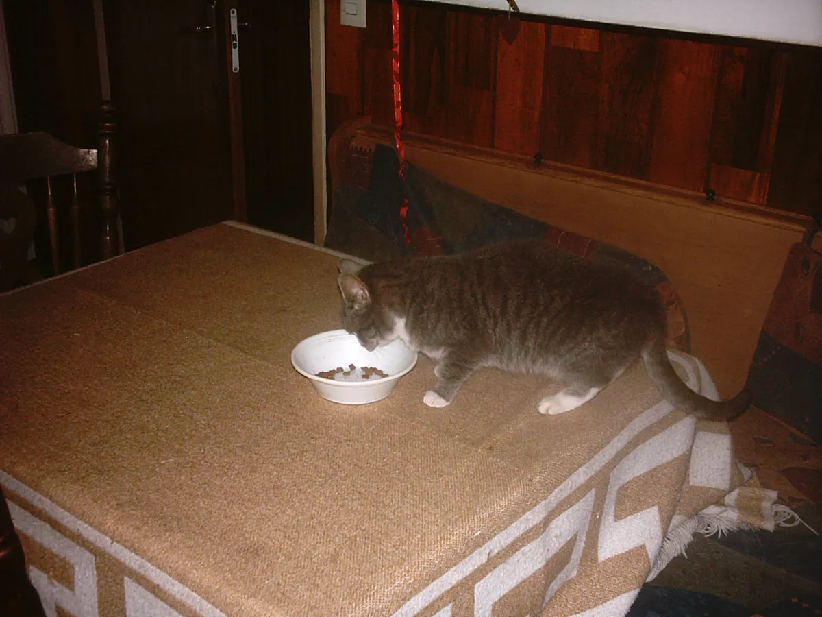 Katze vor dem Futternapf