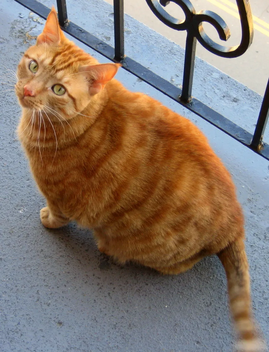 Katze auf einem Fensterbrett