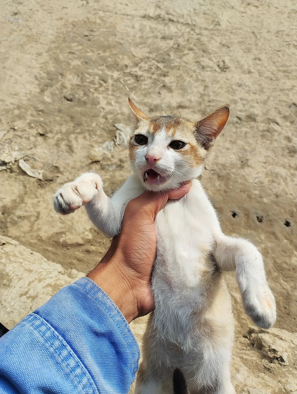 Katze wird auf dem Arm gehalten