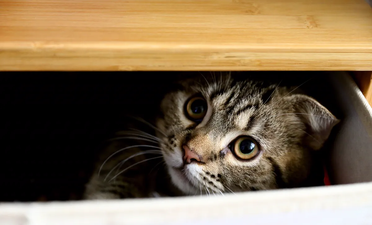 Katze in einem Karton