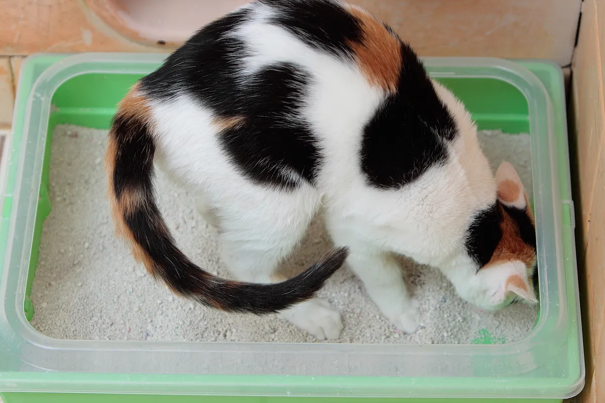 Katzentoilette
