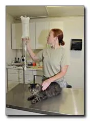 Katze bei der tierärztlichen Untersuchung
