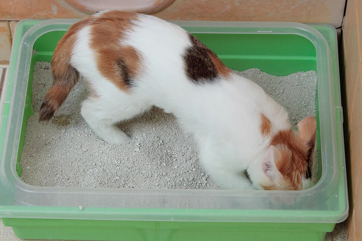 Katzentoilette