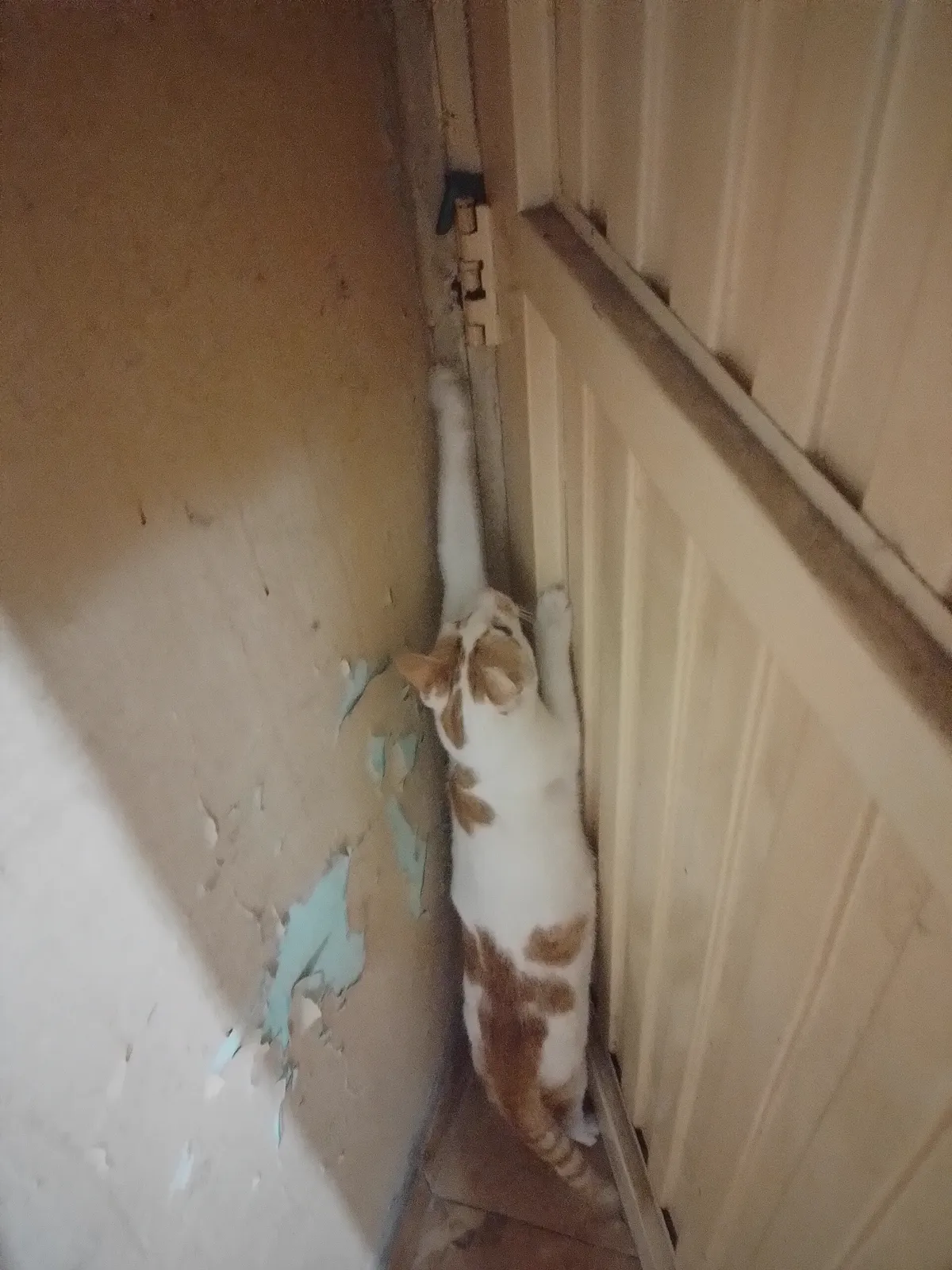 Katze in der Bewegung