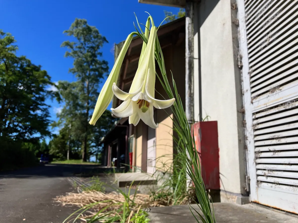 Lilienblüte