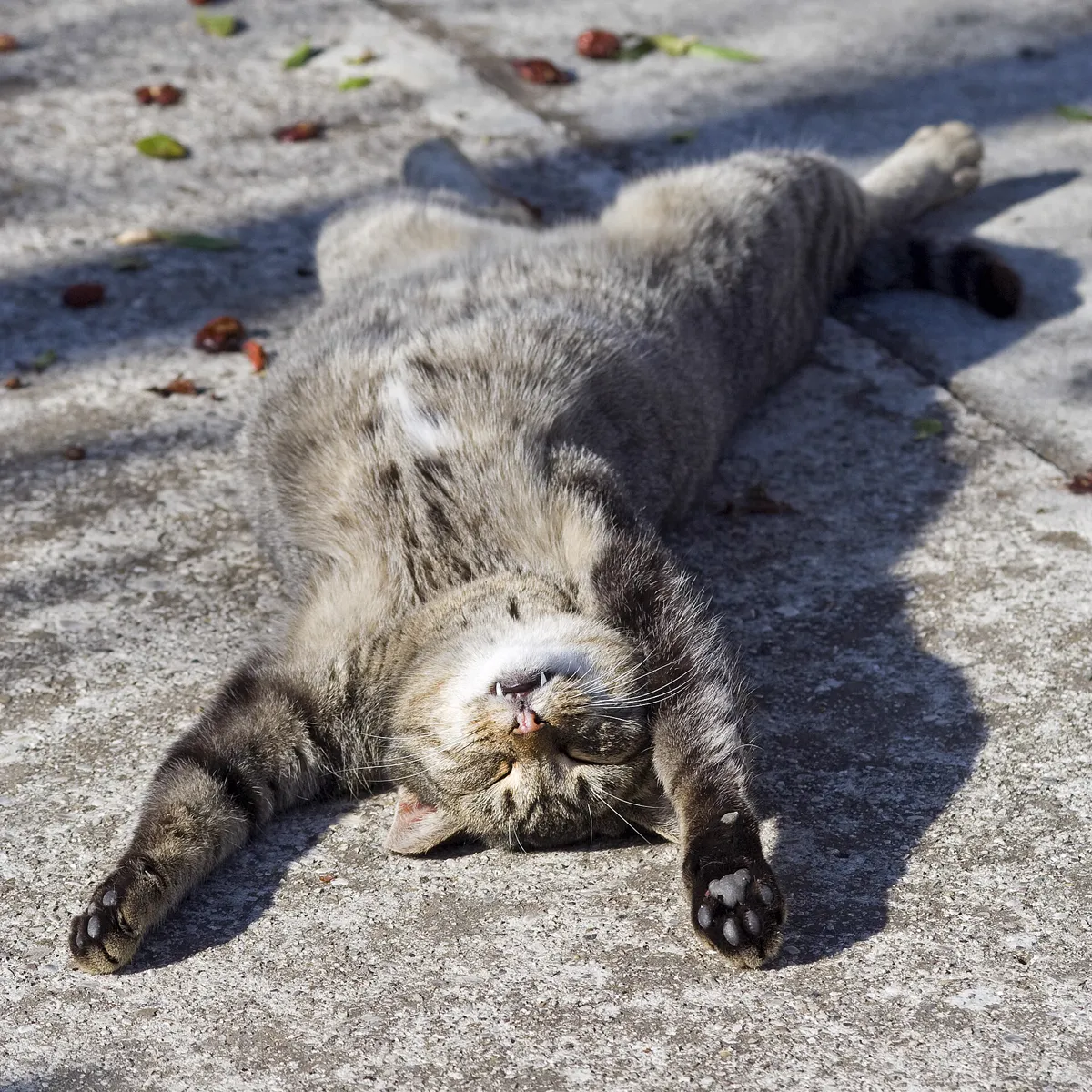 Katze liegt auf dem Rücken