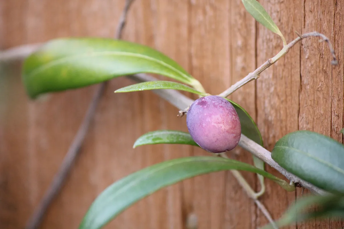 Olivenbaum