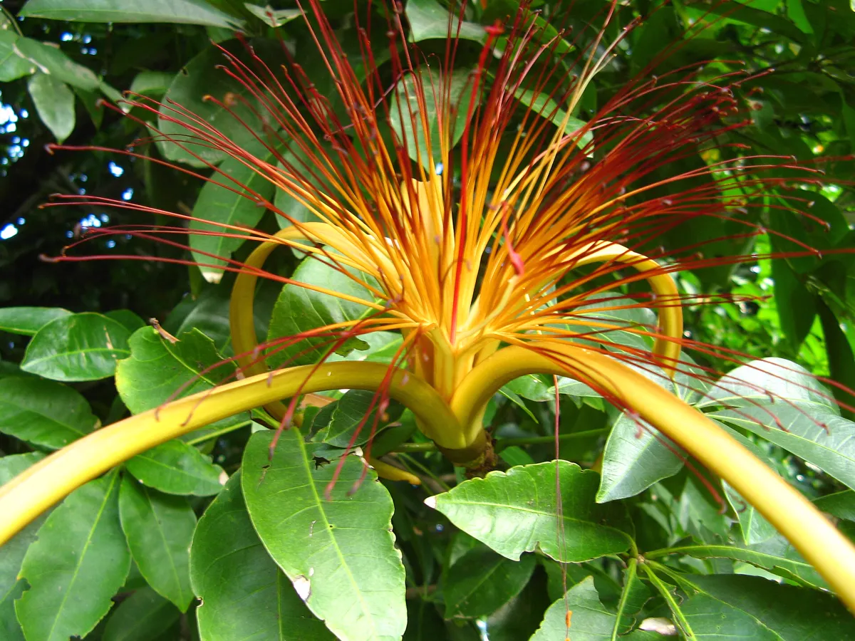 Glückskastanie (Pachira)