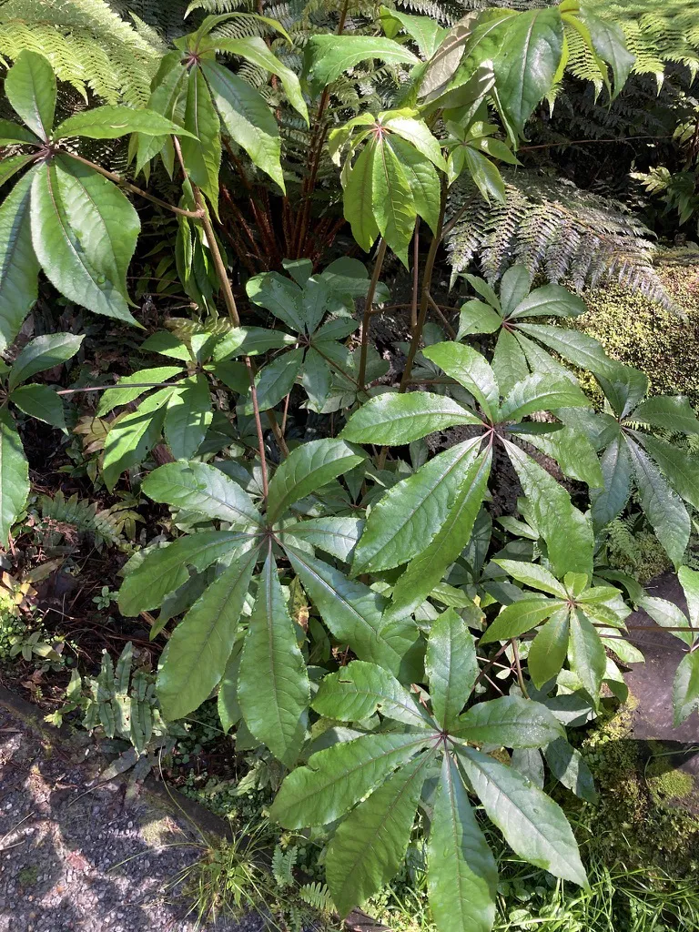 Schefflera
