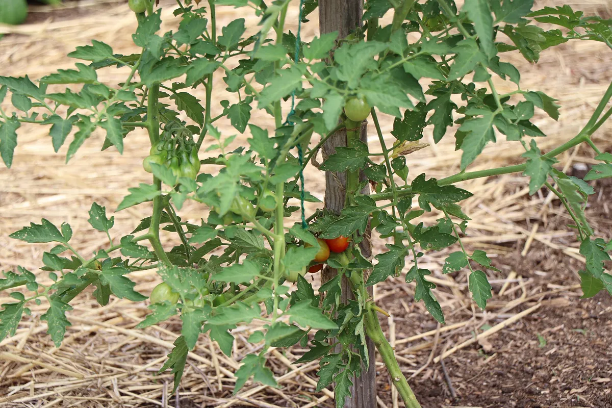 Tomatenpflanze