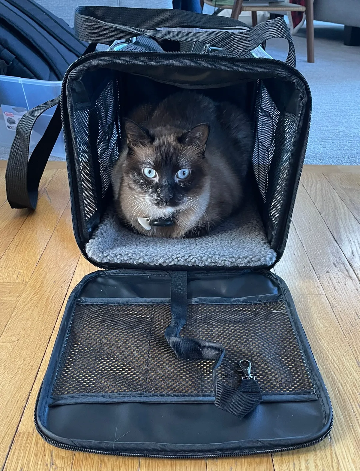 Katze in einer Transportbox
