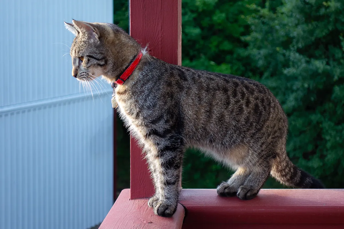 Junge Katze