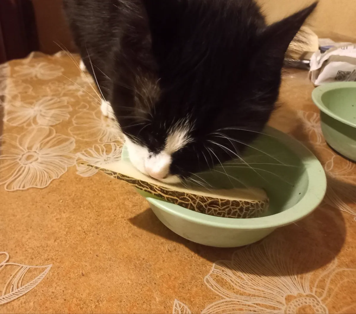 Fressende Katze