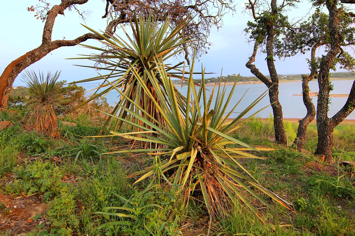 Yucca-Palme
