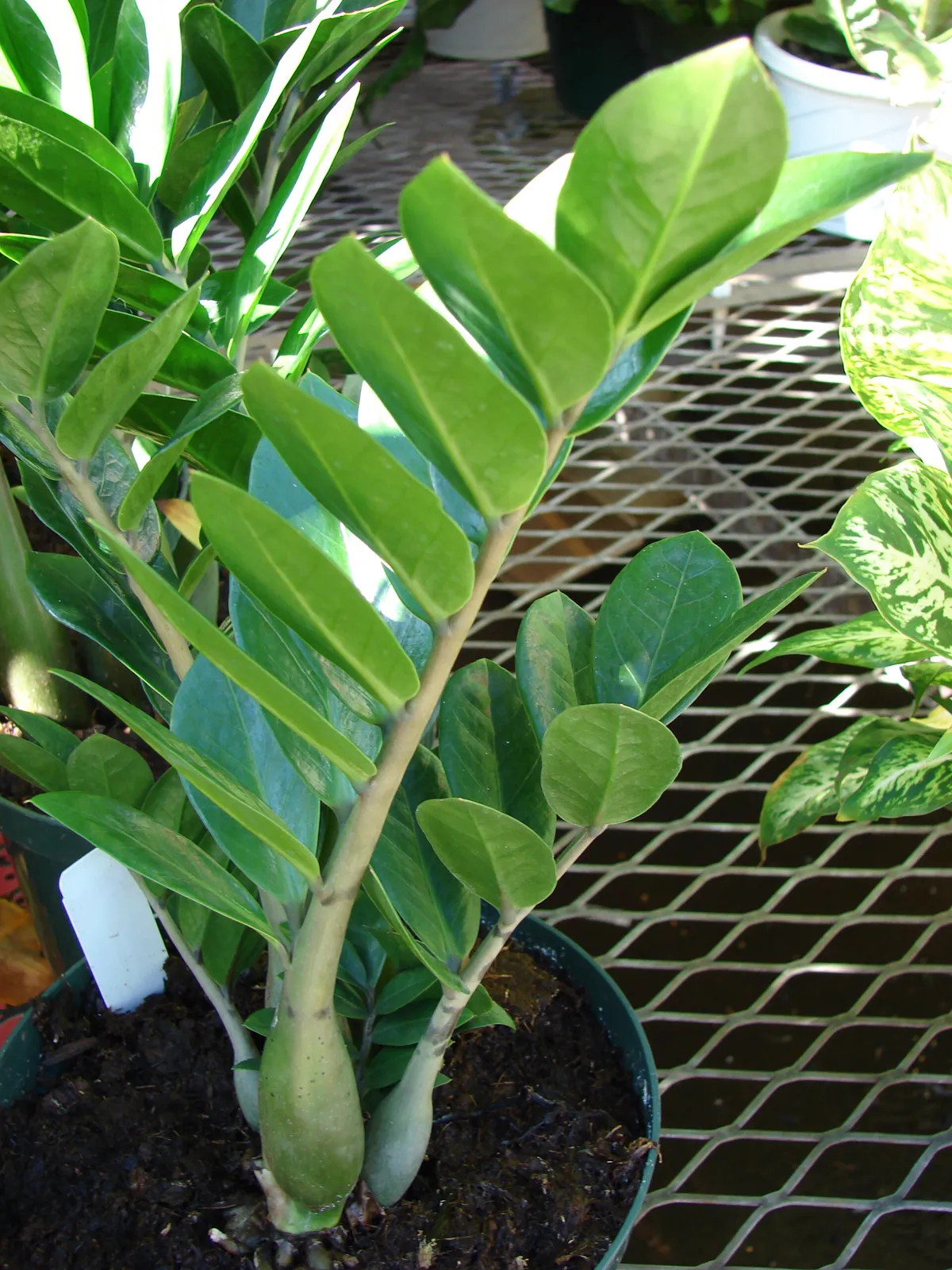 Zamioculcas